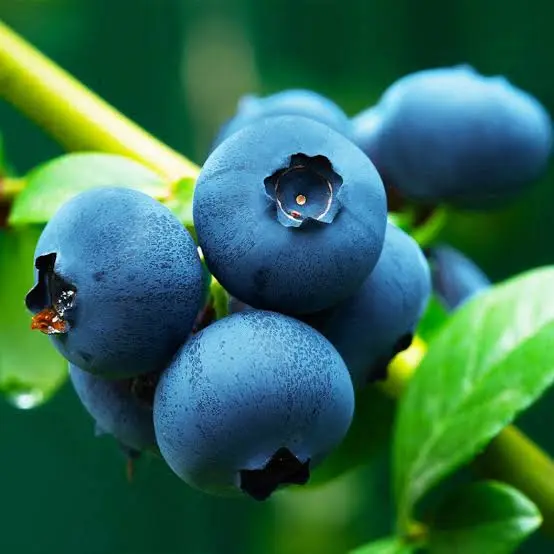 Product Image for Blueberry Balsamic
