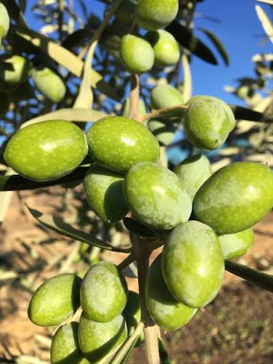 Product Image for Coratina EVOO